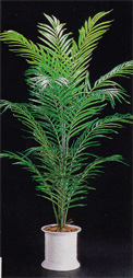 観葉植物　各種